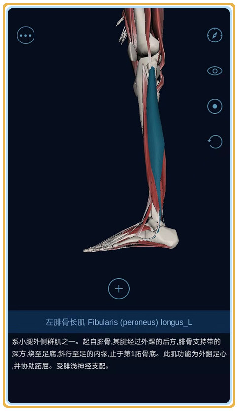 peroneus longus图片