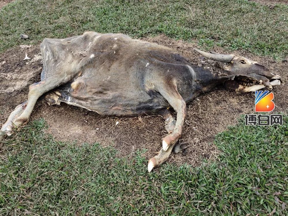 吓人!博白驴友爬山时,发现五具干尸