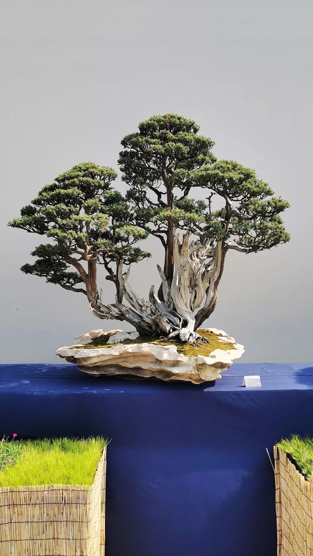 中国风盆景展现场图