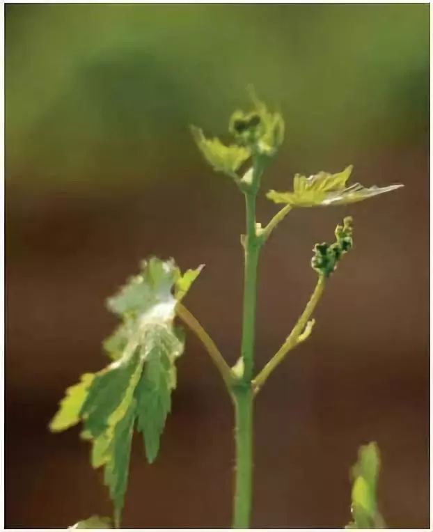 栽培花芽分化在葡萄生产中意义重大不同品种花芽分化差异大