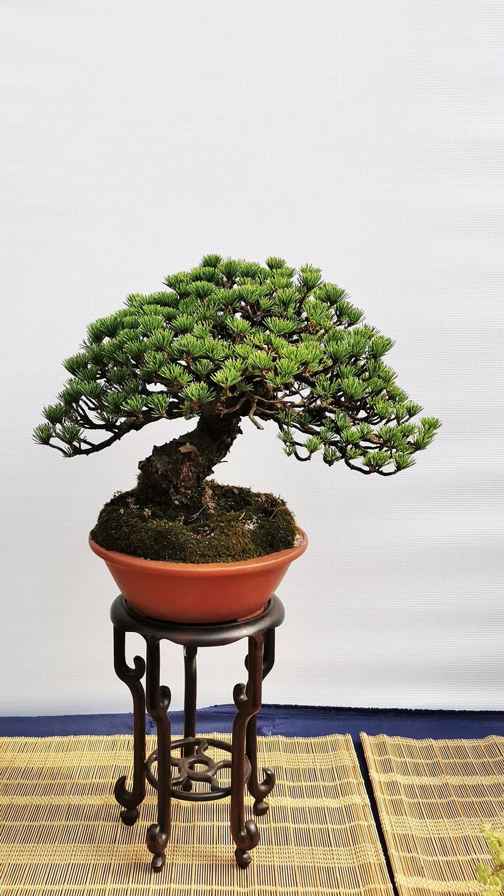 中国风盆景展现场图