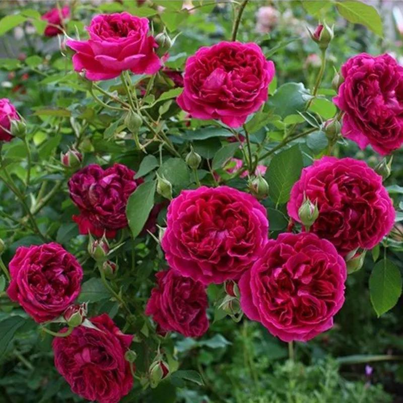 原创喜欢月季就养一株双人芭蕾花开绚丽缤纷十分的娇艳令人陶醉