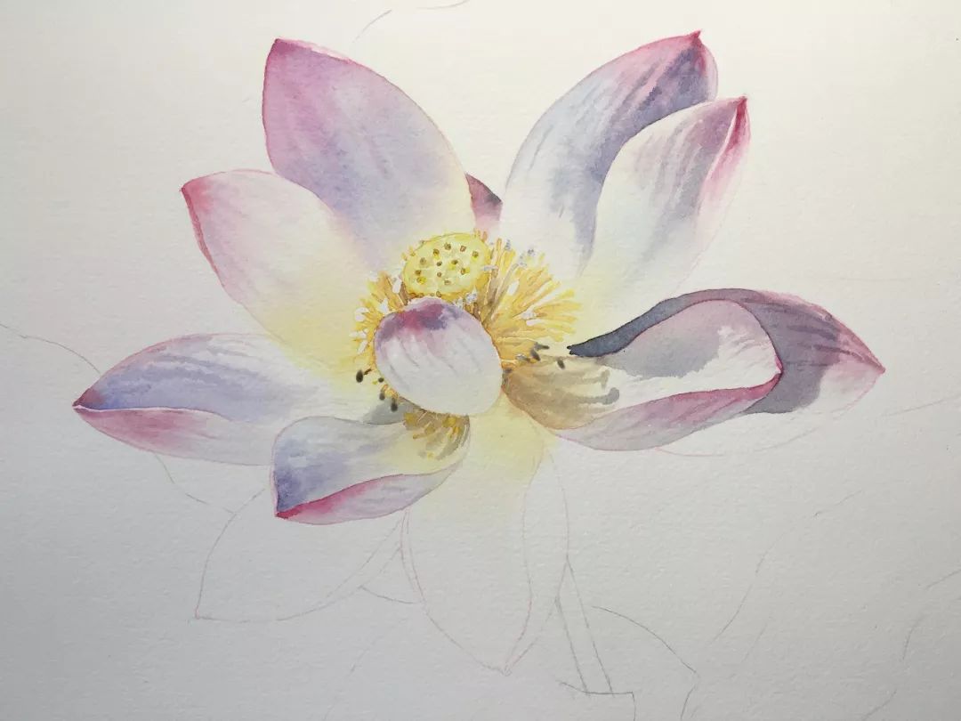 11个绘画步骤教你画一朵好看的水彩荷花