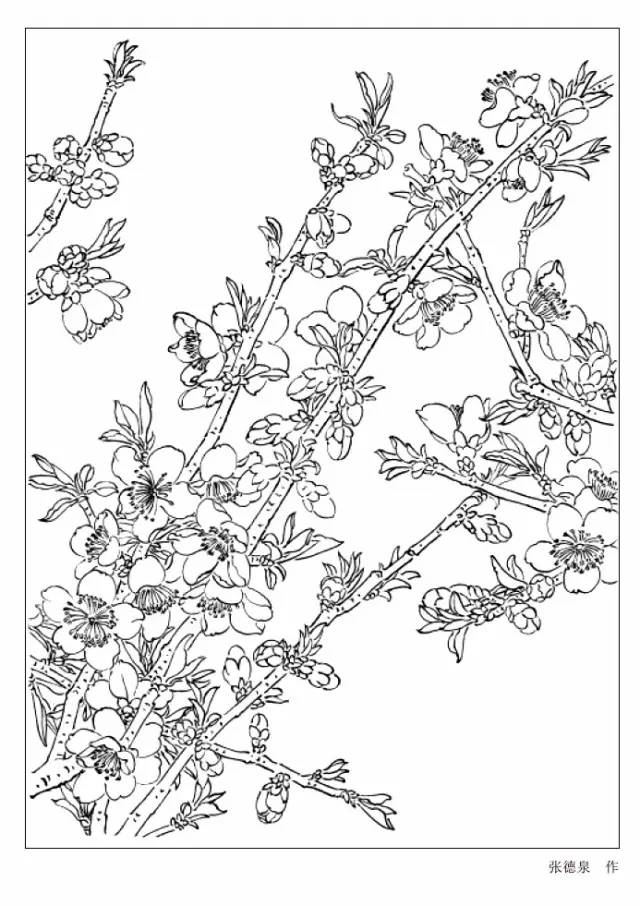 9种花卉白描图收藏备用