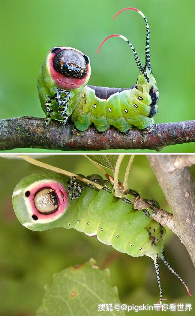 8种昆虫你见过但你不知道它们的名字
