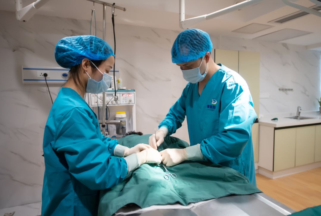 主子绝育的好处你知道多少?_麻醉