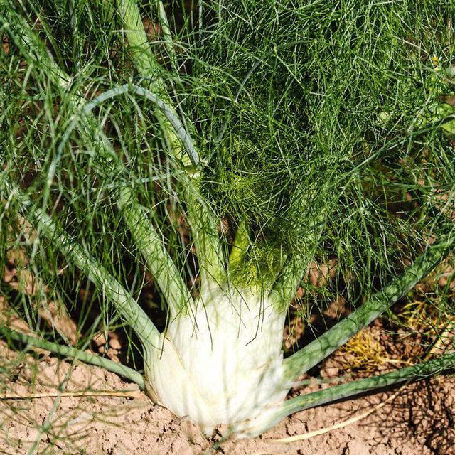 早熟结球茴香品种玛斯种植球茎丰满有茴香特有的香味