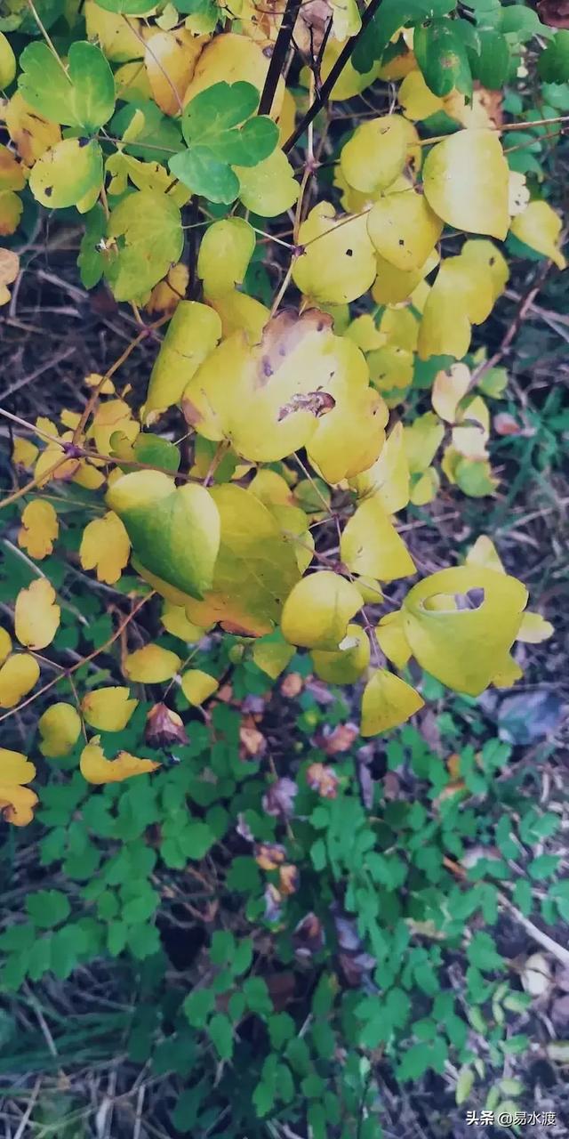 秋已至致秋安