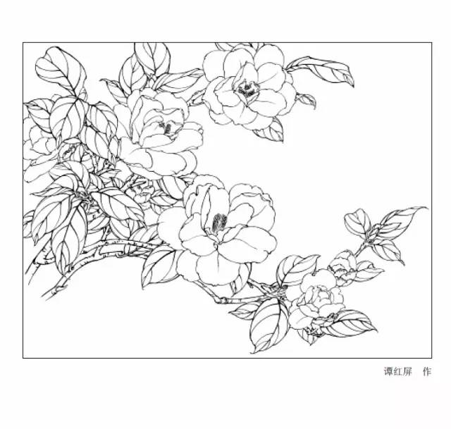 9種花卉白描圖 收藏備用!_牡丹