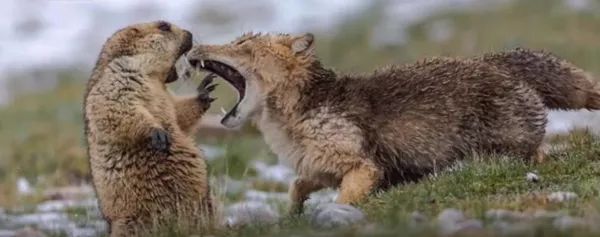 中国摄影师获奖后,这只土拨鼠被全世界网友玩坏了_鲍永清