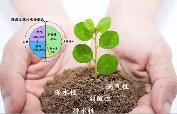 盆栽浇水的艺术:如何滋养你的绿植