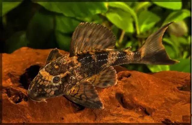 l037 蛇皮异型(十二)达摩(橡胶)属【parancistrus】此属因为是滤食性