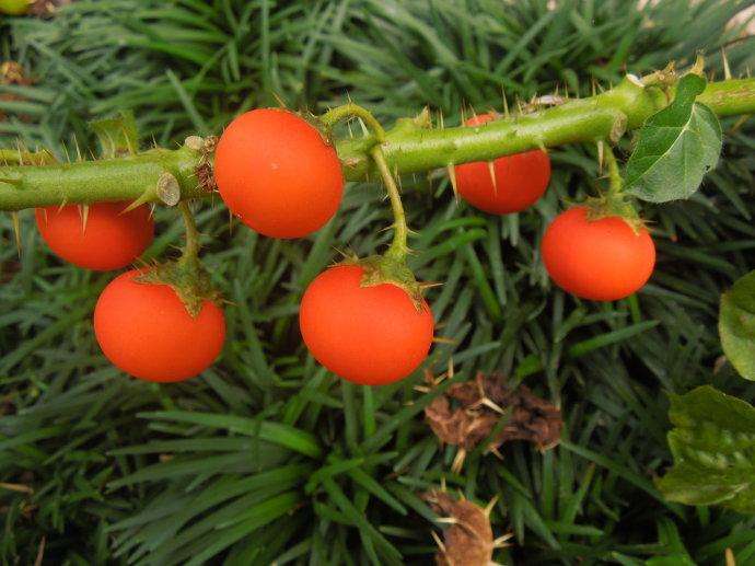 农村的牛茄子是一种野草它有什么用