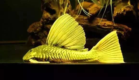 异型鱼有哪些主要属类,你知道吗?_品种