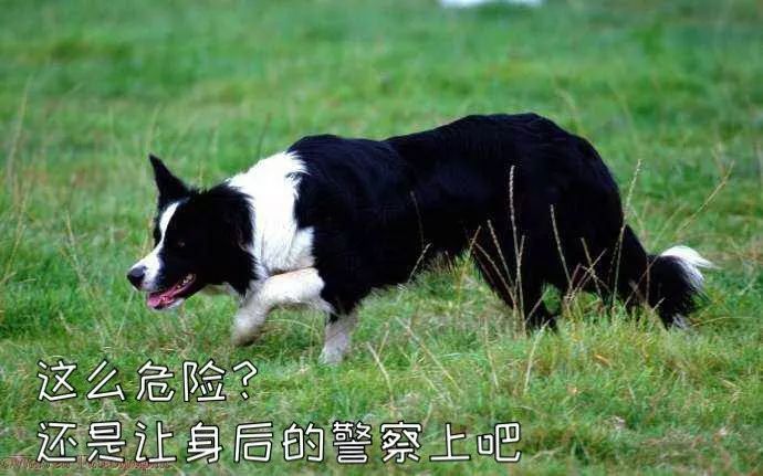 二哈都能当警犬为什么智商第一的边牧反而不行