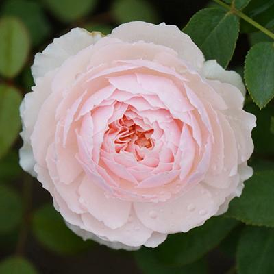 原创喜欢养花就养这种淡雅婉约的月季如梦如云太美了适合阳台种植