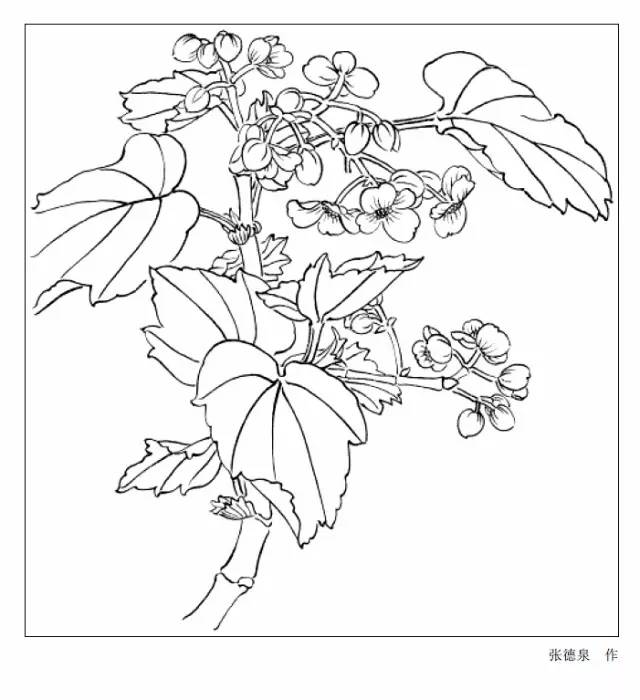 9種花卉白描圖收藏備用