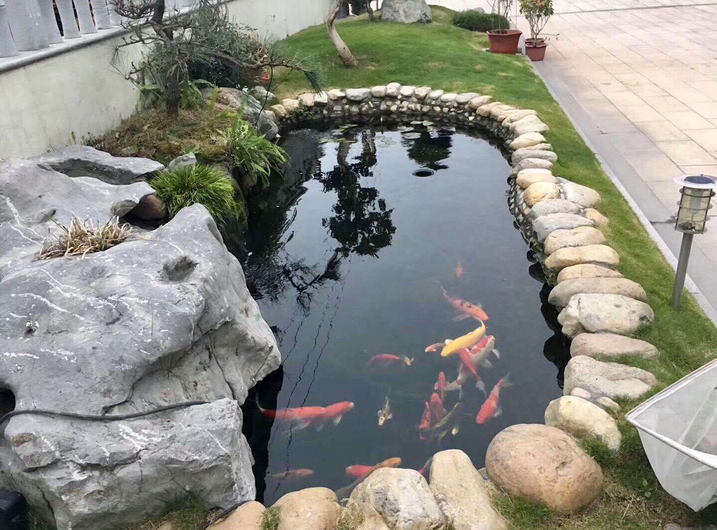 农村小院自建鱼池图片