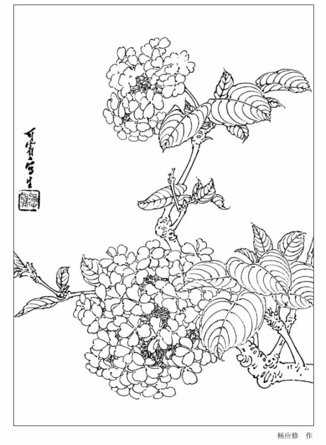 工笔花卉白描简单图片