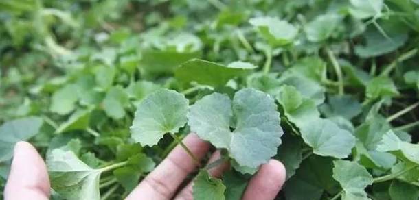 藤县农田间的灯盏菜它的功效居然这么多