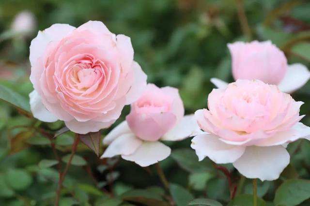 原创喜欢养花就养这种淡雅婉约的月季如梦如云太美了适合阳台种植