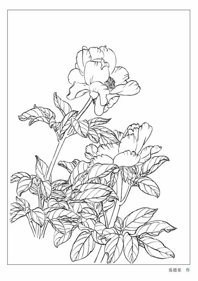 9种花卉白描图收藏备用