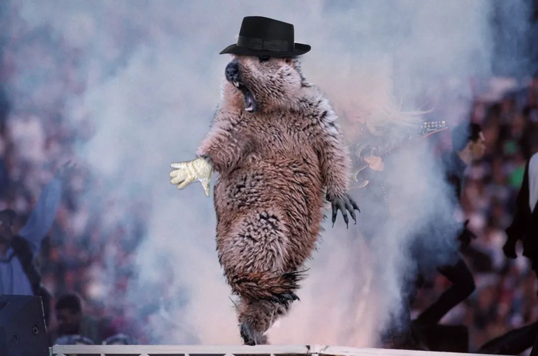 中国摄影师获奖后,这只土拨鼠被全世界网友玩坏了_鲍永清