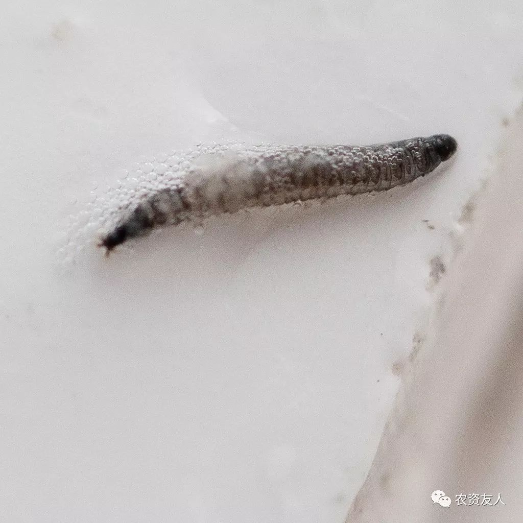 您家有这种小飞虫吗?_幼虫