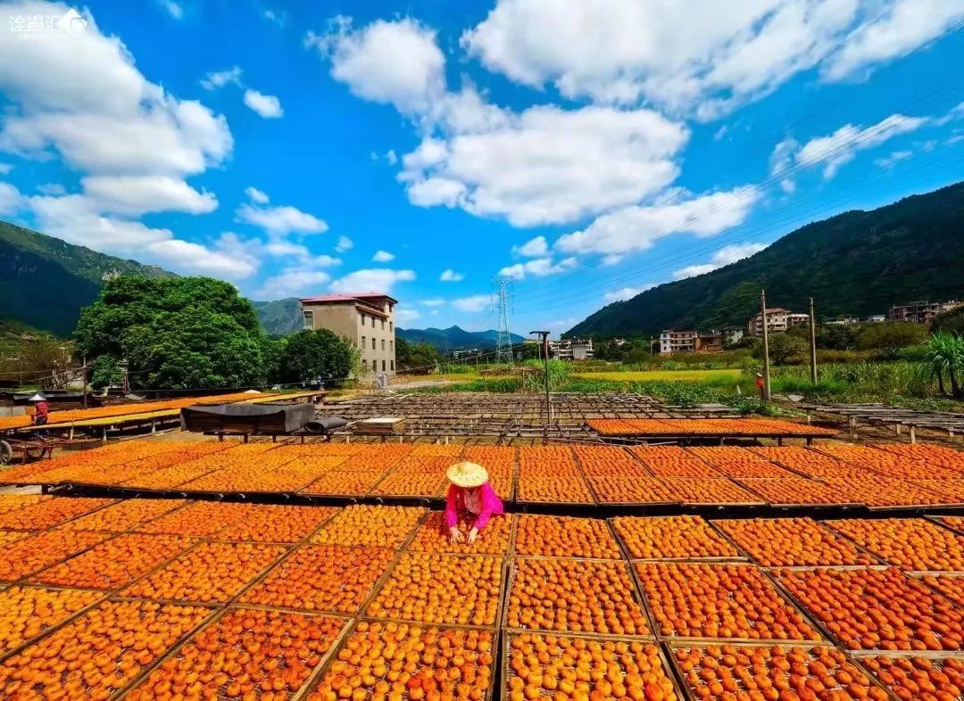 万柿胜意瑶族月柿之乡恭城红岩柿子节感受丰收喜悦