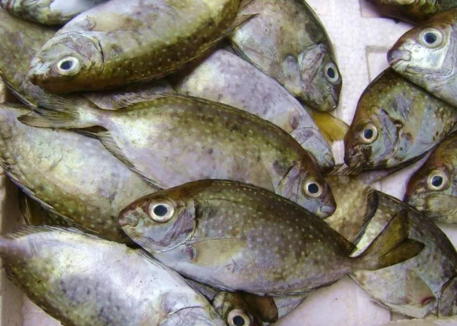 潮汕人称之黄t;鲶鱼叫划鼠,马友鱼叫五笋鱼;△迪仔鱼潮汕的迪仔鱼也叫