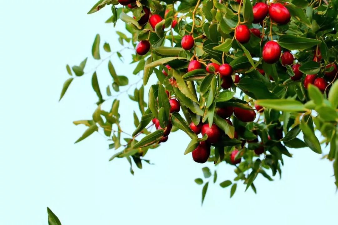 苑区时令住在这里你便拥有了秋天