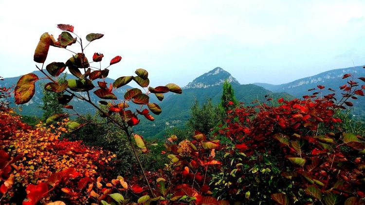 层林尽染秋意浓巩义盘龙山红叶美如画