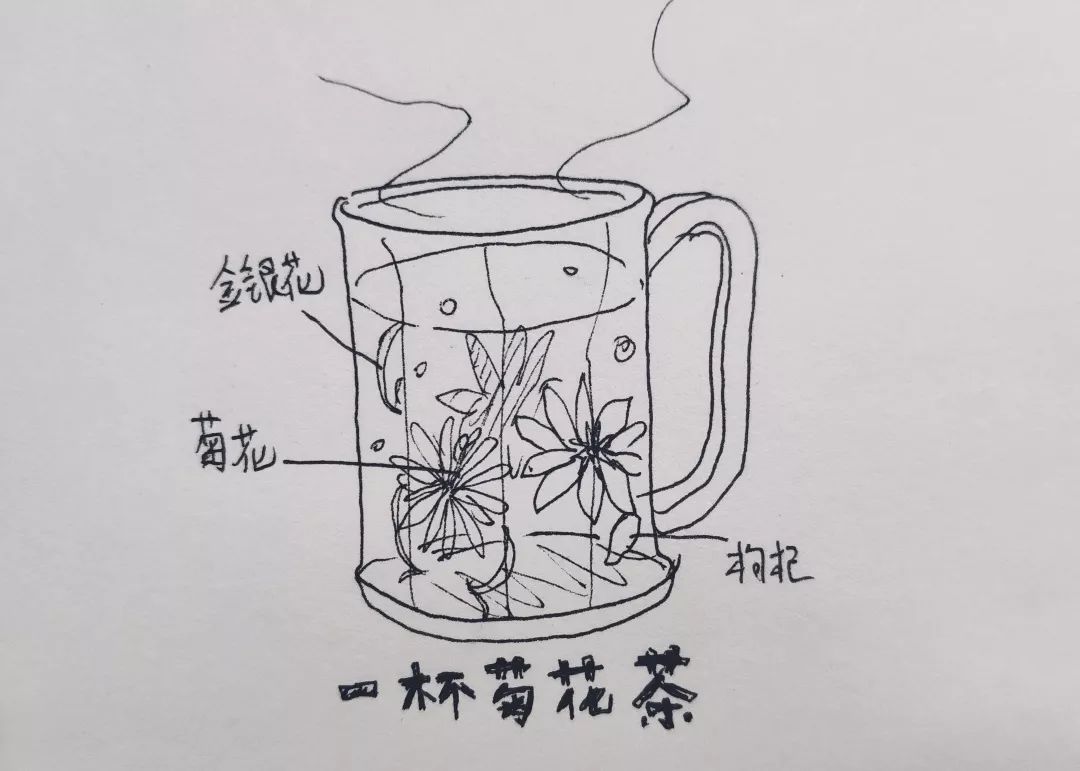 菊花茶简笔画图片