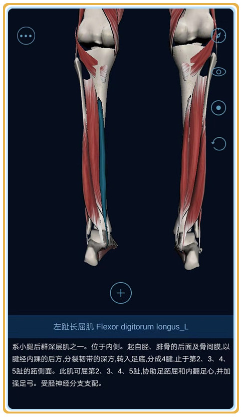 踝关节跖屈动作由腓肠肌,比目鱼肌,趾肌,胫骨后肌,腓骨长肌,腓骨短肌