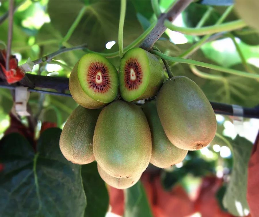 据了解,近年来,双江街道发展温带水果种植,种植小枣,猕猴桃等水果