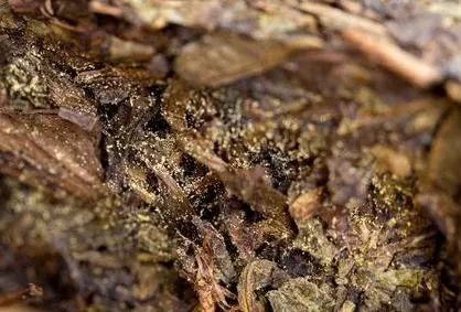 【阅出色】茶界第一毒瘤 黑心造假!_茶叶