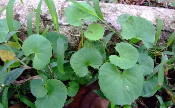 藤县农田间的灯盏菜它的功效居然这么多