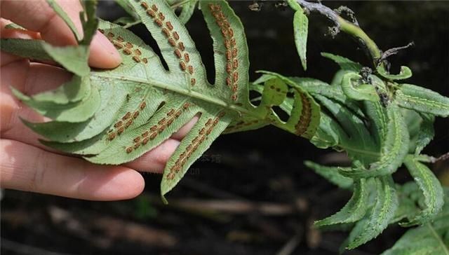 农村地里冒出的"孙猴头",实际上却是男性福音,别忽视它价值_野草