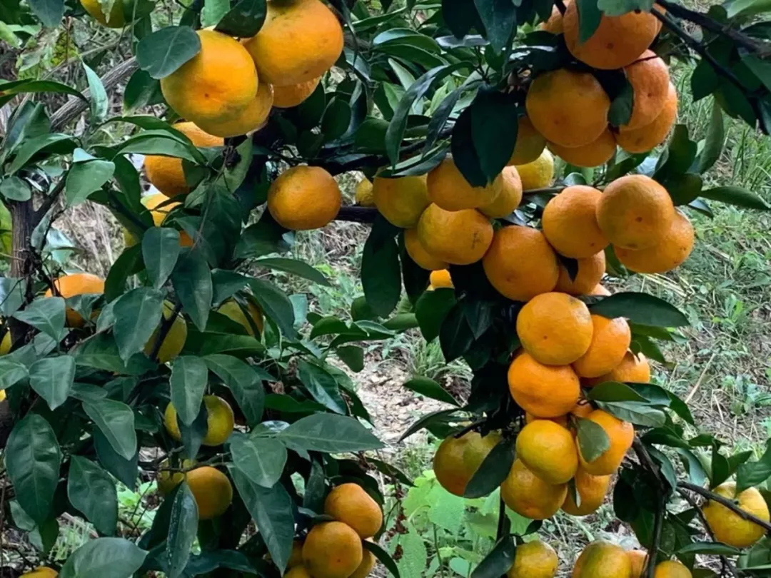 蓝皮黄柑橘图片