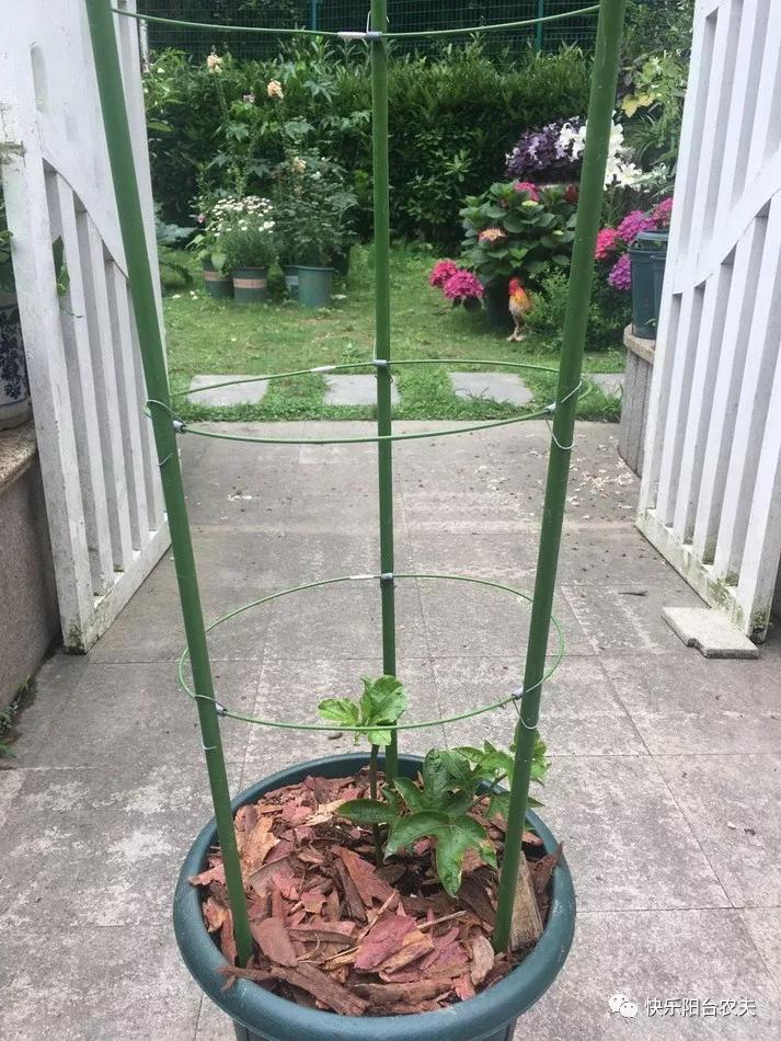 满满一架子的百香果,个头还都不小,樱桃同学