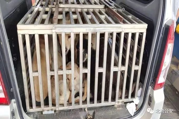 梧州岑溪两名男子盗杀农村土狗以获私利,被警方抓获