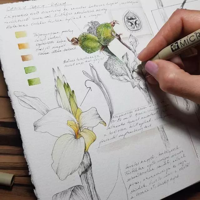 大神的植物手绘笔记不会画画不是好植物学家