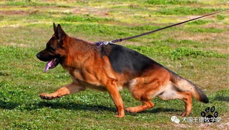 德牧摄影兰多斯女贝拉corrivonchangrong