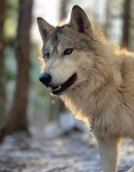 要死了大温现在流行被狼咬这不是色狼