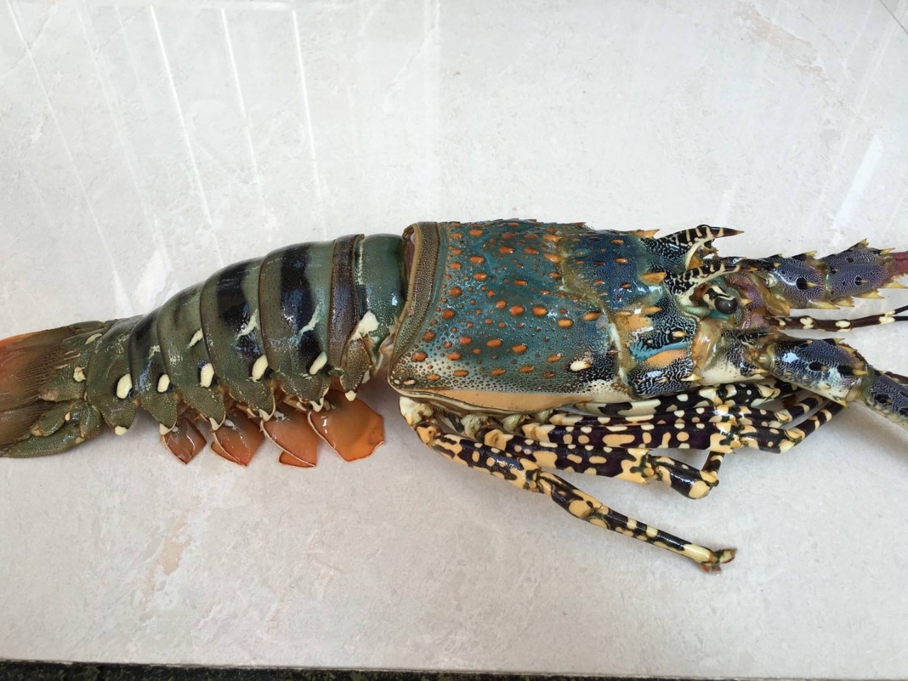 厦门最多人吃的海鲜美食青龙虾究竟它的价值体现在哪里