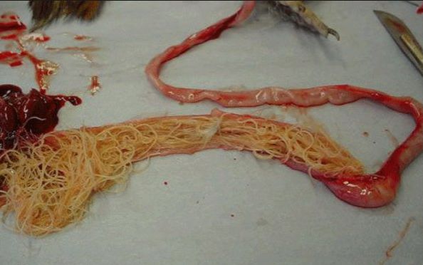 例如肺吸虫,华支睾吸虫,颚口线虫,阔节裂头绦虫,生吃都能感染人体,有