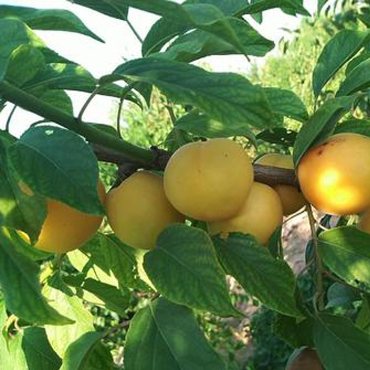 风味皇后李子苗:美国杏李中的"皇后"