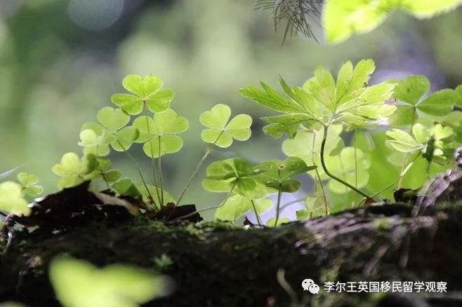 愛爾蘭國花,據說擁有它的人都擁有了幸福_三葉草