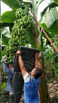 原来香蕉是这么收割的