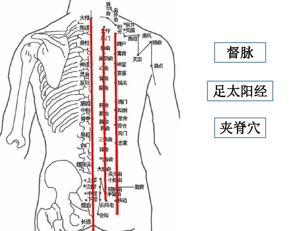 平衡药罐疗法主要作用于背部(督脉,背部膀胱经背俞穴,夹脊穴.